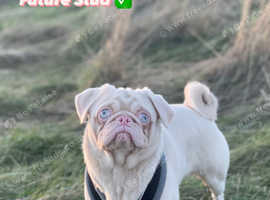 Pink Pug Rio carrying the fluffy gene for long hair for stud
