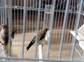 4  grey goldfinchs for sale 2026