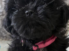 Shih tzu