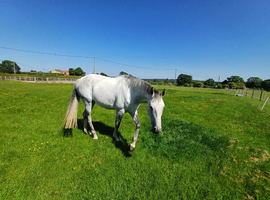 16.2 Ex Racer Gelding