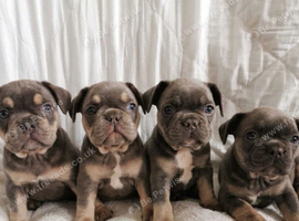 4 beautiful frenchie