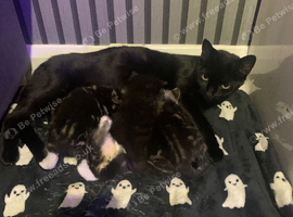 3 stunning kittens