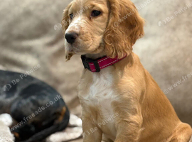 Cocker spaniel female 1 year old