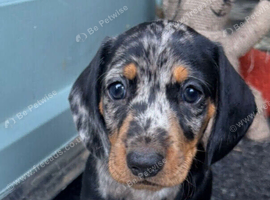 Beautiful Dapple Dachshunds