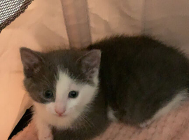 Grey and white kitten