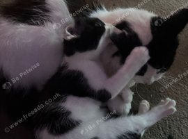Male kitten