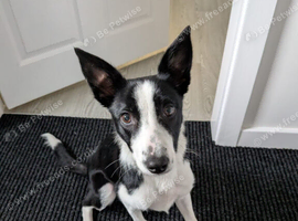 6 month old border collie female