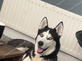 Huskie for stud