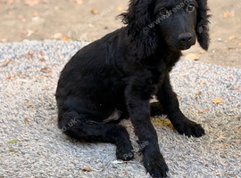 Black cockapoo puppy