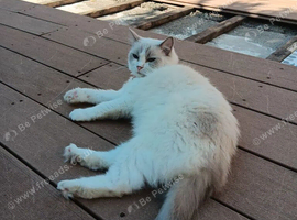 Ragdoll female for sale