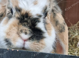 Mini lop please read description