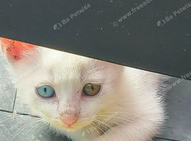 Kitten