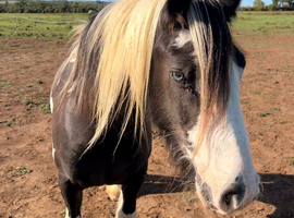 SD Gypsy Cob