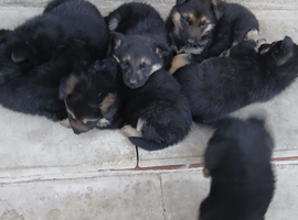 Gsd german shepherd