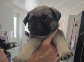 Pug puppies hull area