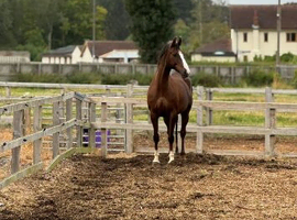 16.1/2,gelding,Irish sports horse