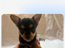Chihuahua x Yorkshire terriers