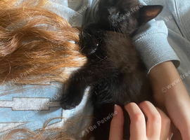 Mixed litter for sale kittens
