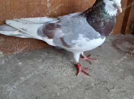Male Birmingham roller