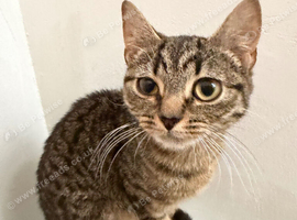 Mixed breed kitten