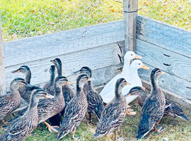 10. Mallard Ducks for sale, approx 10 weeks old, 10 ducks for &pound;50