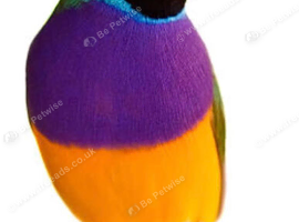 2026 Closed Ring Gouldian Finch Cock Birds