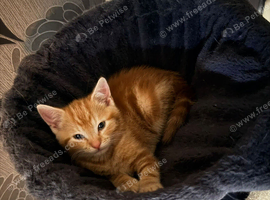 Orange Shorthair kitten