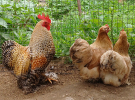 Pekin hatching eggs