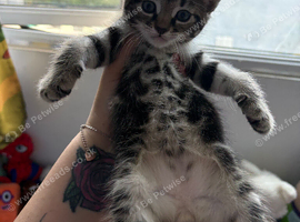 Tabby x Maine coon kittens