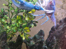 2 cray fish for sale