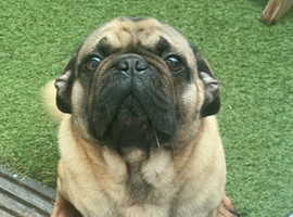 Male pug
