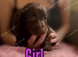 Cockapoo puppies