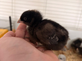 1 week old Unsexed Olive Eggers
