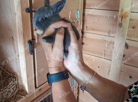 Beautiful mini lop bunnies