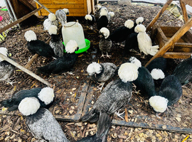 POLISH HENS - POINT OF LAY