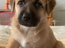 Mixed Breed Puppy