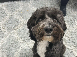 Three year old cockapoo