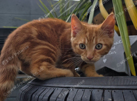 Sweet 12 week old kitten