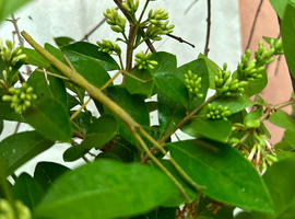 Indian stick insect nymphs (babies, juveniles)