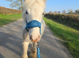 TGCA Fully vaccinated cob filly