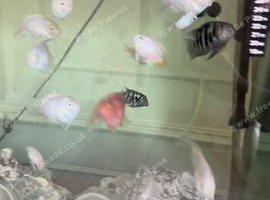 Polar parrots fish