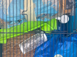 Hamster hutch