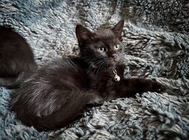 2 friendly black kittens ready to leave
