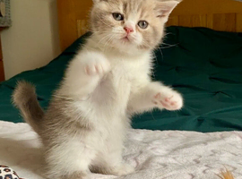TOP QUALITY TICA REG SCOTTISH/BSH FAWN BICOLOUR GIRL