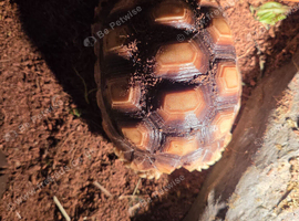 Almost 2 year old female