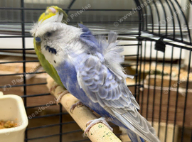Helicopter budgies