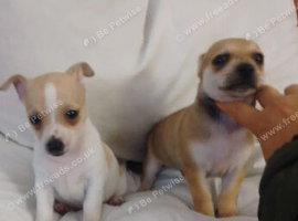 NO PEDIGREE CHIHUAHUA