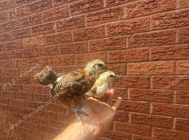 Bantam mix