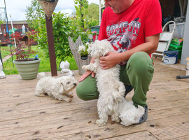 Stunning Maltichon Puppies (Maltese x Bichon Frise) &ndash; Both Parents Can Be Seen!