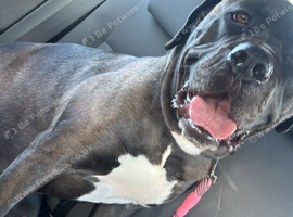 Dogue de Bordeaux X presa canario